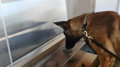 Detection dog