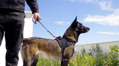Security dog