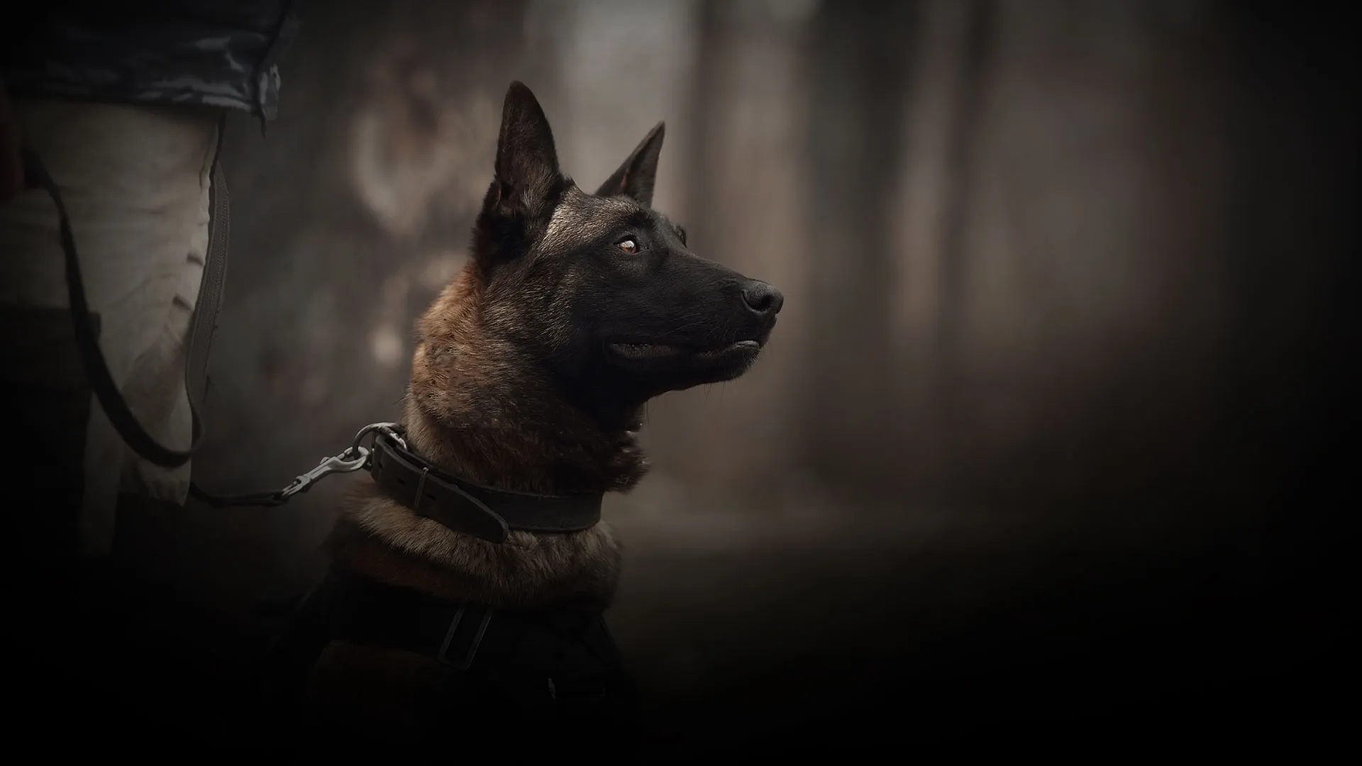 K9 patrol